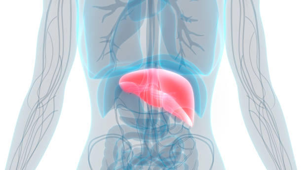 istock Human liver Anatomy 1028613272