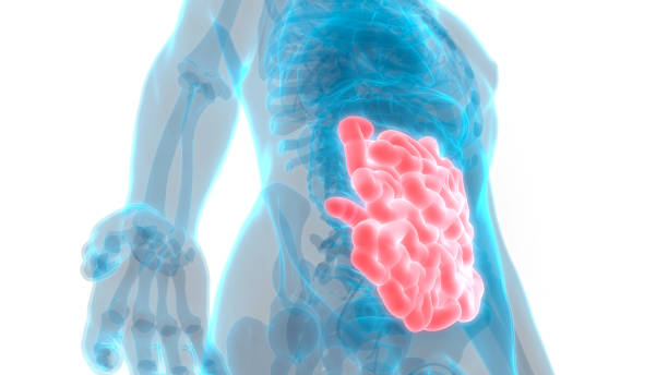 istock Human Digestive System Small Intestine Anatomy 1028616320