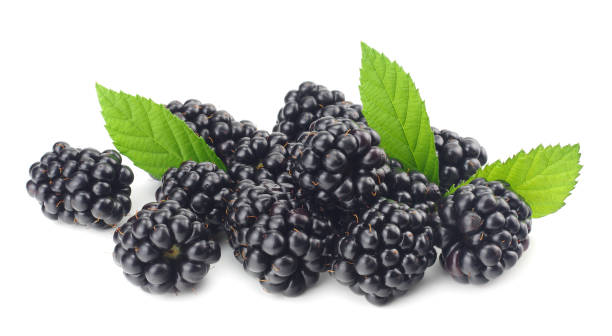 istock blackberries with green leaf isolated on white background. macro 1028616872