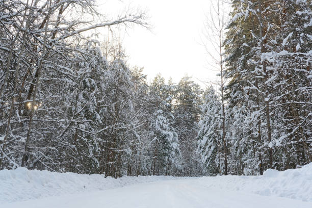 istock Winter country road in a forest 1028616936