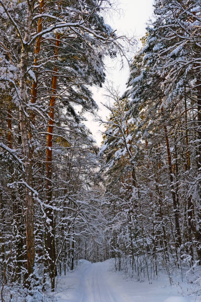 istock The image of a winter forest road 1028616992