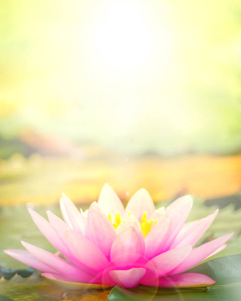 the pink lotus that took a beautiful morning sun back. - lotus water lily water flower imagens e fotografias de stock