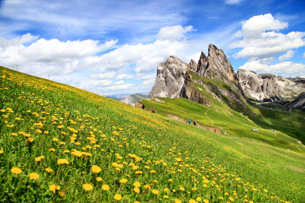 istock Seceda peak with flowers during summer time in Dolomites, Italy 1028623042
