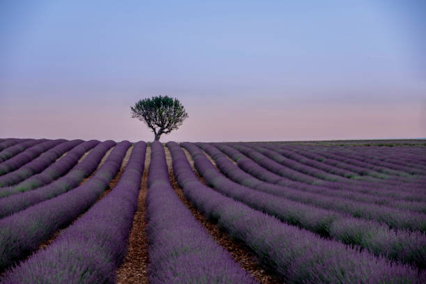 istock FIELDS OF LAVENDER IN PROVENCE 1028623130