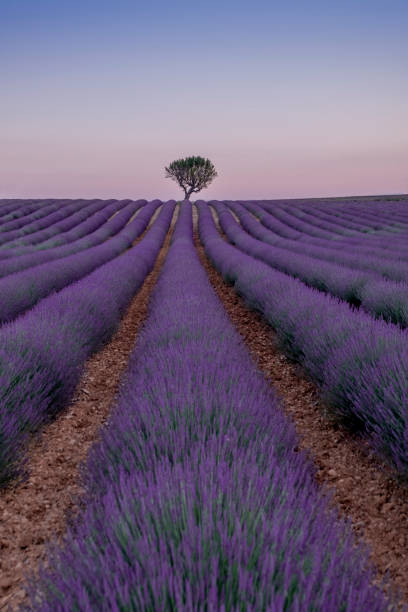 istock FIELDS OF LAVENDER IN PROVENCE 1028623134