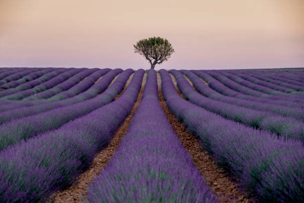 istock FIELDS OF LAVENDER IN PROVENCE 1028623136