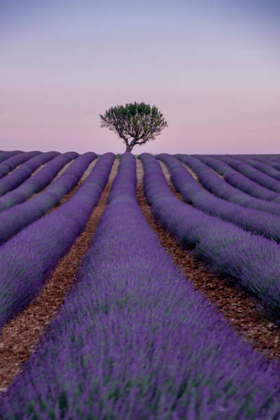 istock FIELDS OF LAVENDER IN PROVENCE 1028623138