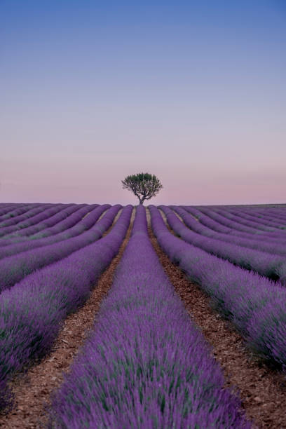istock FIELDS OF LAVENDER IN PROVENCE 1028623170