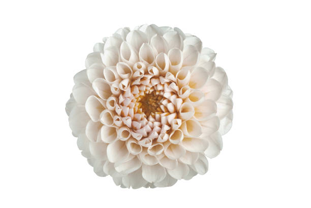 istock flower dahlia on white background in isolation 1028626720