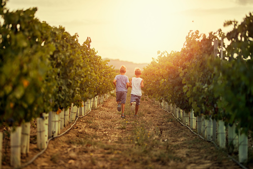 Little boys aged 9 running between vineyard rows in Tuscany, Italy.\nNikon D850