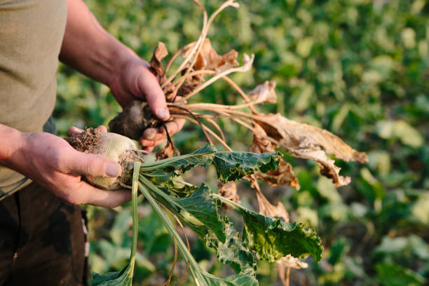 istock farmer holds his withered sugar beets in hands 1028637098