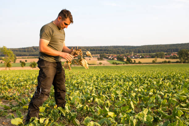 farmer stands in his field, looks at his withered sugar beets - sugar beet beet field vegetable imagens e fotografias de stock