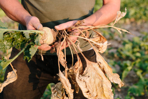 farmer holds his withered sugar beets in hands