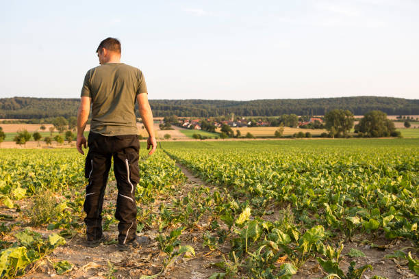 istock farmer stands in his field, looks at his withered sugar beets 1028637114