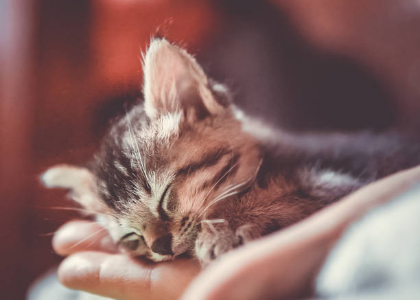 istock Cute newborn orphaned kitten sleeping in Womans hand 1028639650