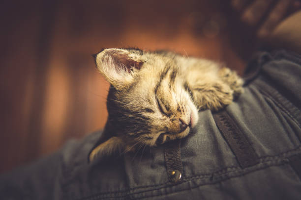 Tabby cat is sleeping on sofa in living room.