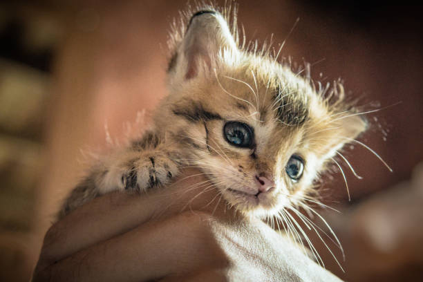 One small, cute newborn kitten sits in a Woman’s hand.  Abandoned by the owners and left to die, she was rescued by this kind woman.  The kitten is fluffy and sleeps safe and sound.  Image taken in Ko Lanta, Krabi, Thailand.