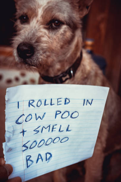 istock Naughty dog with dog shaming letter 1028640820