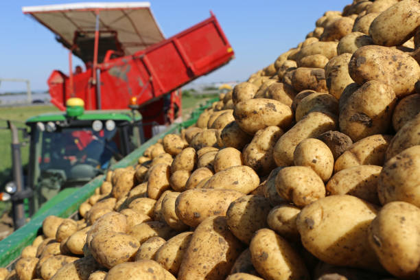 istock Agricultural potato harvest 1028643562