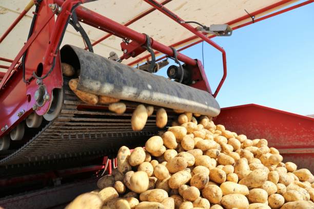 istock Agricultural potato harvest 1028643616