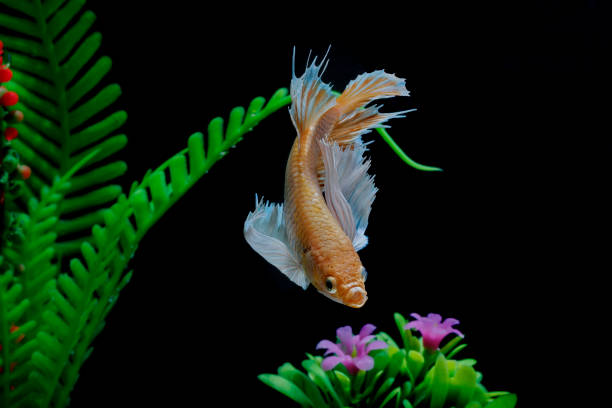 istock Fighting fish, Siamese fish, in a fish tank decorated with pebbles and trees, Black background. 1028643698