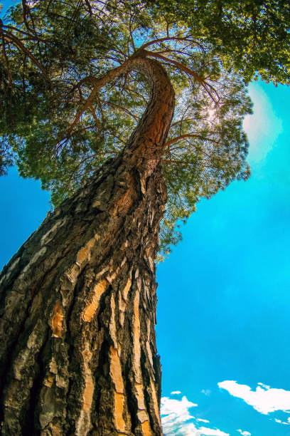 Old tall evergreen pine tree, view from bottom up, rays of  sun making their way through  branches on blue sky. Up view of forest and sunlight effect, vertical photo.