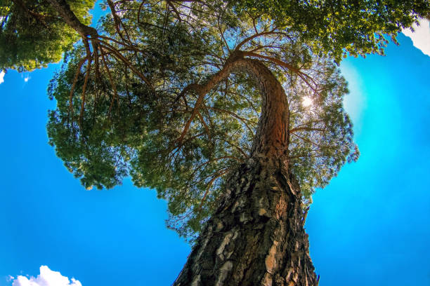 istock Old tall evergreen pine tree, view from bottom up, rays of  sun making their way through  branches on blue sky. Up view of forest and sunlight effect. 1028644634