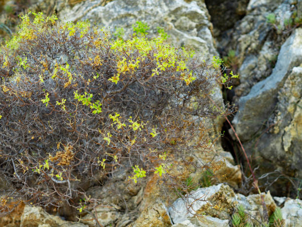 istock Tropical bright plants growing on rocky slope 1028650726