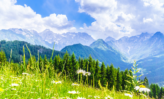 View on blooming meadow and mountains of the slovenian Alps