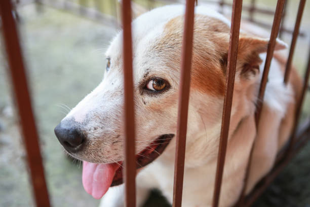 istock Close up Dog in a cage looking 1028658076