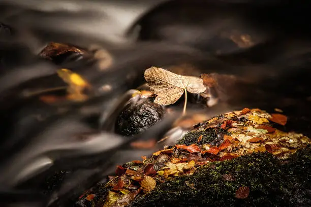 A collection of fallen leaves on the River Dart, Dartmoor, UK