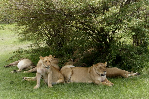 istock Herd of lions 1028661532