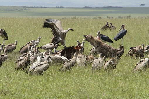 African wildlife from Kenyan safari