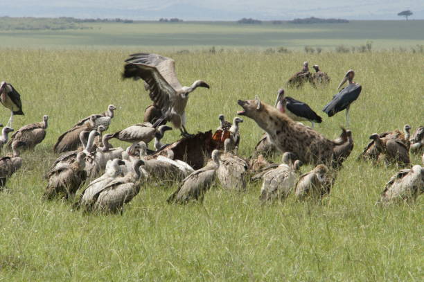Battle African wildlife from Kenyan safari hyena stock pictures, royalty-free photos & images