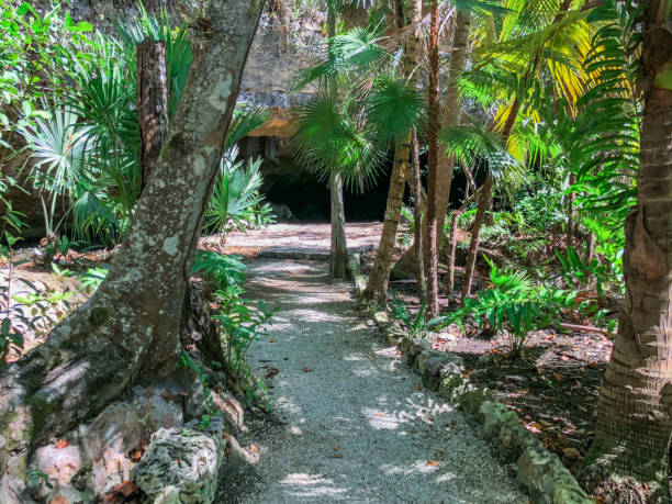 istock mysterious narrow path going through the palm forest to the cave 1028662240