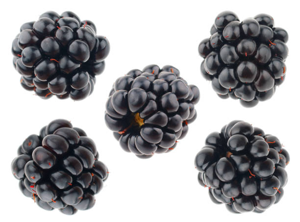 istock Blackberry isolated on white background. Collection 1028666052
