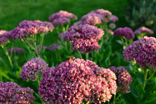 istock A honeybee feeds on a Sedum flowerhead 1028670086