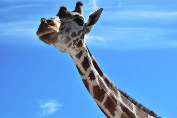 primo piano della faccia di giraffa - length south high up climate foto e immagini stock