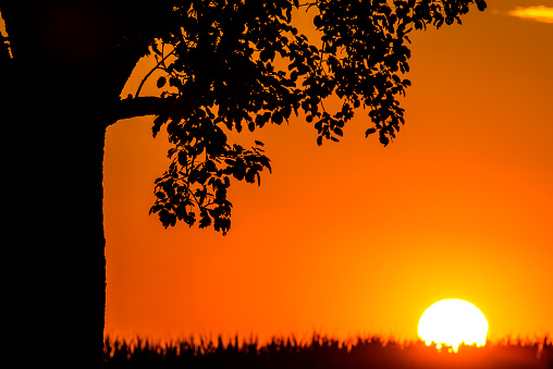 sunset in summertime with tree