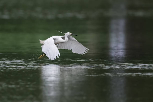 istock little egret in flight on lake 1028686938