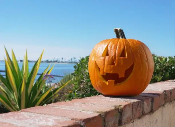 Photo of Happy Halloween pumpkin summer background