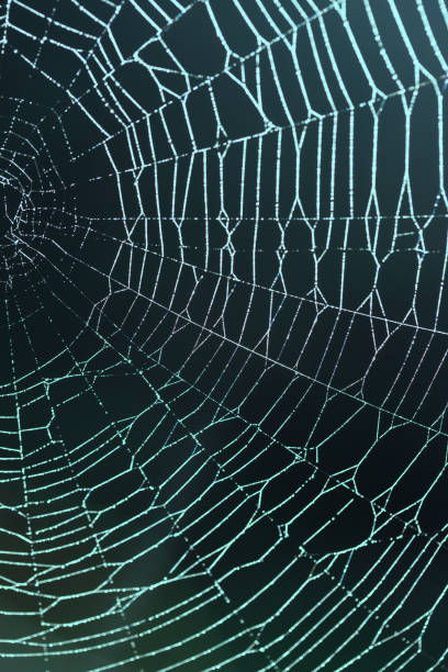 istock spider web with drops of dew 1028687058