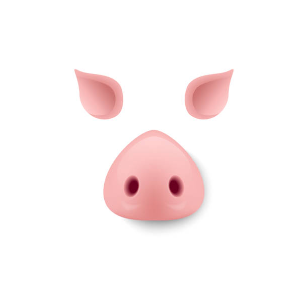 illustrations, cliparts, dessins animés et icônes de nez de cochon et les oreilles. conception du masque de cochon. vector - animal nose