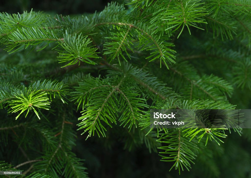 Green spruce branches as a textured background. Spruce tree branches close-up. Christmas background. Backgrounds Stock Photo