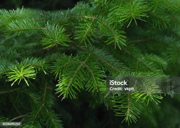 Green Spruce Branches As A Textured Background Stock Photo - Download Image Now - Backgrounds, Beauty, Botany