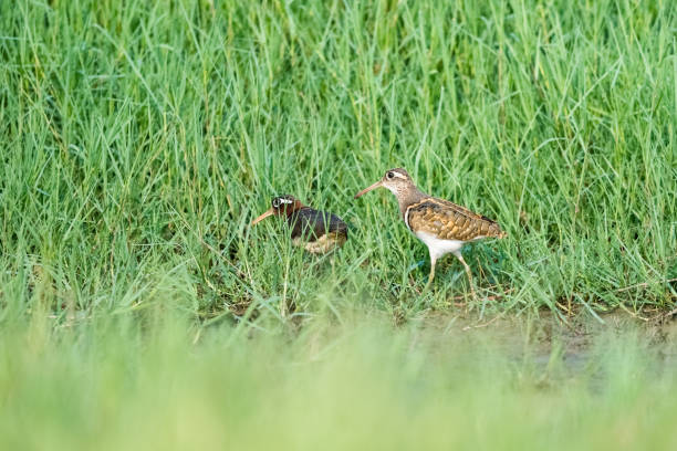 istock beautiful painted snipe in the grass 1028690320