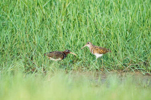 istock beautiful painted snipe in the grass 1028690336