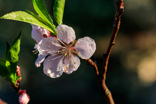 beautiful flowering of apricot fruit trees with close-up drops
