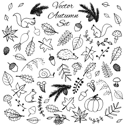 Hand drawn set of vector autumn elements. Includes foliage, rowan berries, acorns, mushrooms, oak and maple leaves, rose hips, squirrels, pine cones and branches, a mouse and a hedgehog.