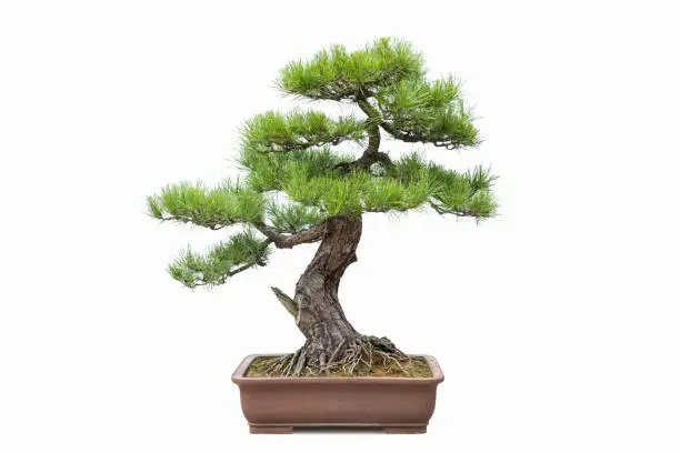 green pine bonsai isolated on white background, potted landscape